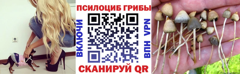 Псилоцибиновые грибы Psilocybine cubensis  как найти   Луховицы 